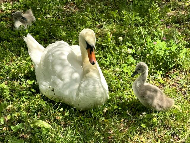 Foto: Heide Böllinger aus Bad Friedrichshall