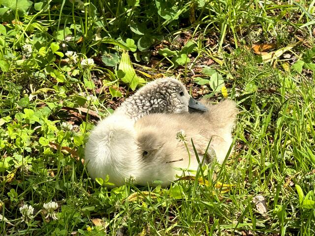 Foto: Heide Böllinger aus Bad Friedrichshall