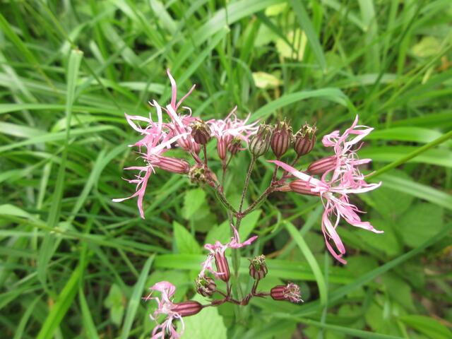 Kuckucks-Lichtnelke | Foto: WandernGabyErich