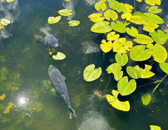 Foto: Heide Böllinger aus Bad Friedrichshall
