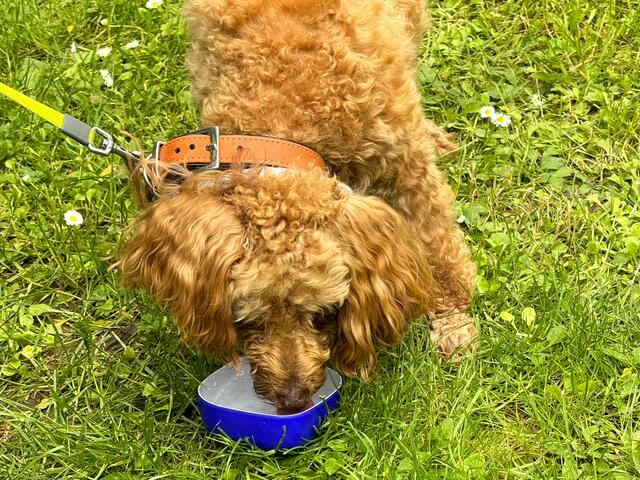 Foto: Heide Böllinger aus Bad Friedrichshall