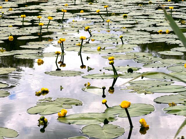 Foto: Heide Böllinger aus Bad Friedrichshall