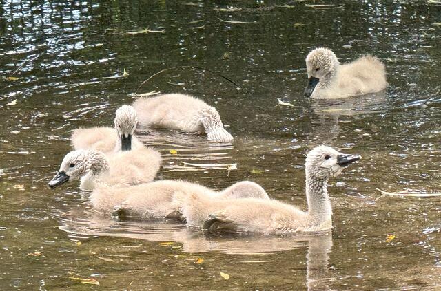 Foto: Heide Böllinger aus Bad Friedrichshall