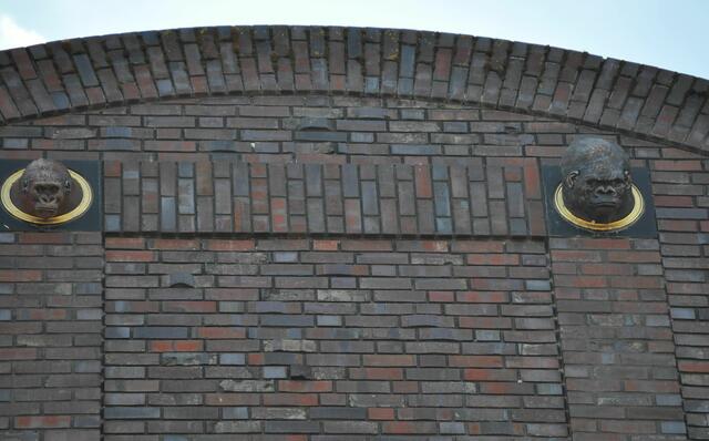 Ganz oben, Gorilla Weibchen und Gorilla Männchen. | Foto: Daniela Somers