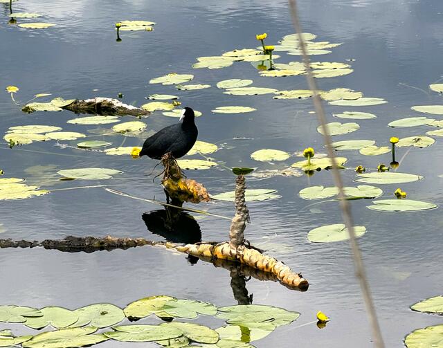 Foto: Heide Böllinger aus Bad Friedrichshall