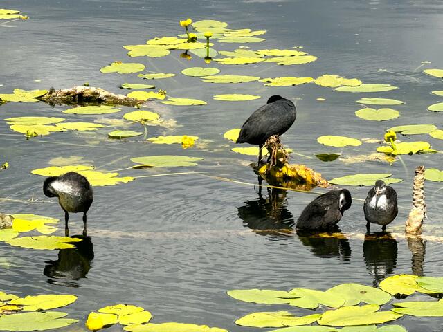 Foto: Heide Böllinger aus Bad Friedrichshall
