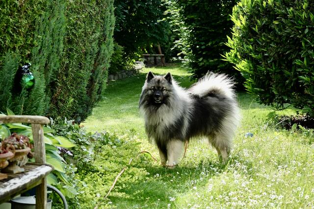 Schön in deinem Garten... | Foto: ED