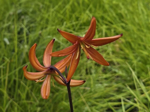 Lilium Debile - ein Liliengewächs in schönem orange. | Foto: Heidrun Rosenberger