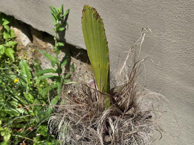 Die Chinesische Hanfpalme bekommt ihr erstes Blatt. | Foto: Heidrun Rosenberger