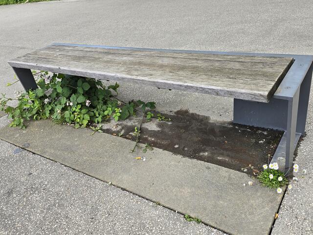 Unglaublich was Pflanzen für eine Kraft haben. Hier drückt eine Brombeerhecke und Gänseblümchen durch den puren Asphalt.


   | Foto: Heidrun Rosenberger