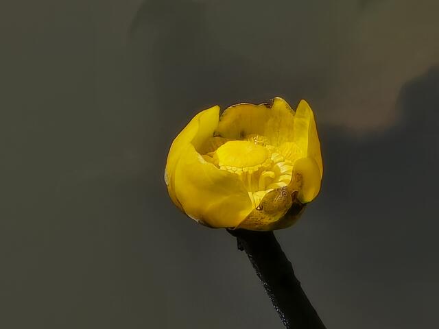 Die Seerose kurz vorm erblühen. | Foto: Heidrun Rosenberger