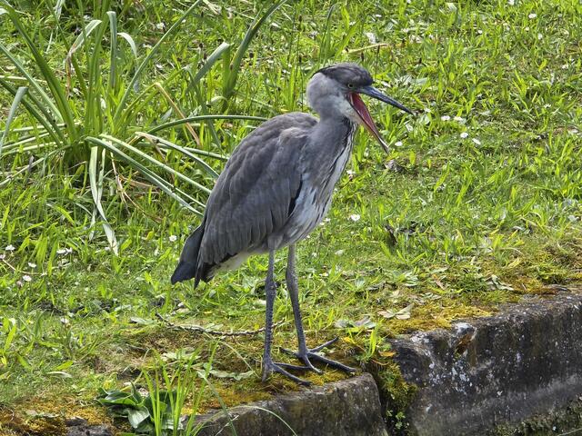 Dann hat er mir gezeigt, was er von meinem geknipse hält..... | Foto: Heidrun Rosenberger