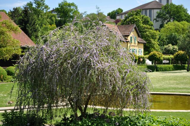 Ein wunderschöner kleiner Baum in voller Blüte. | Foto: Daniela Somers