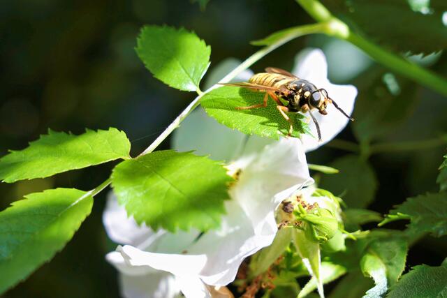 Foto: Ulrich Seidel