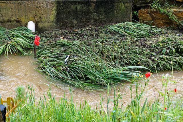 Treibgut | Foto: WKY