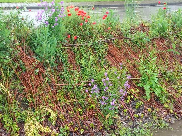 Allerlei Blüten am kleinen Bachlauf | Foto: bekannt