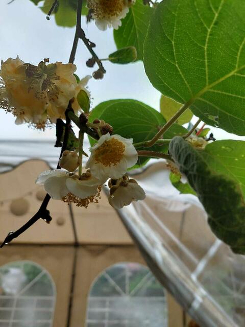 Großaufnahme der Blüten | Foto: bekannt