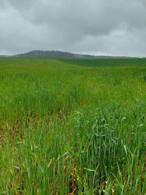 Grüne Landschaft | Foto: bekannt
