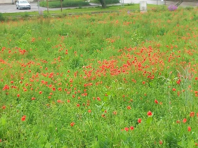 Eine Mohnwiese vor Dahenfeld, eine Wohltat für das Auge | Foto: bekannt