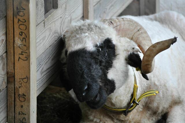 Und nach dem Ziegengehege kommt auch noch ein Gehege mit Schafen. | Foto: Daniela Somers