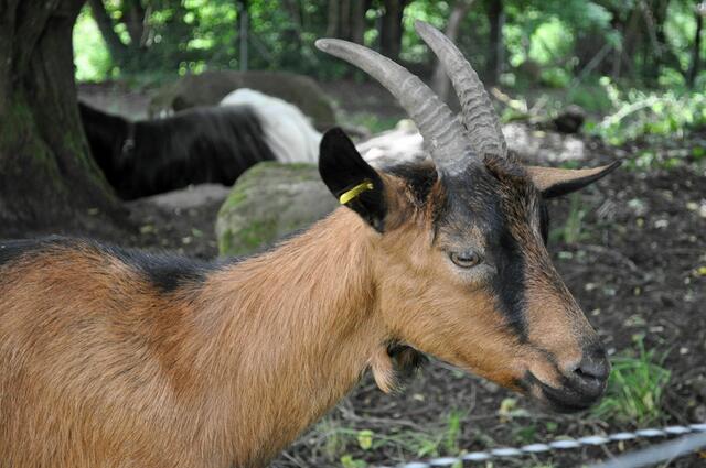 Während die anderen alle faul sind, schaut er mal ob es was zu holen gibt. | Foto: Daniela Somers