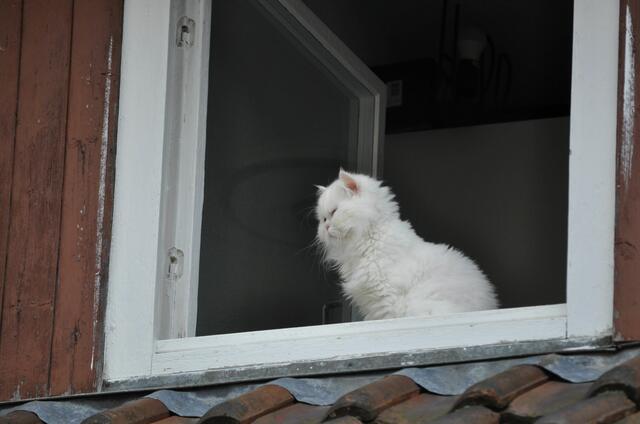 Aber ganz Katze schaut sie gleich auch gelangweilt weg. | Foto: Daniela Somers