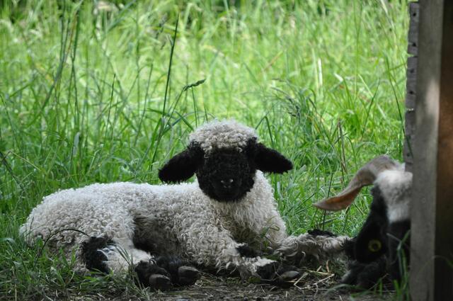 So ein niedliches Lamm. | Foto: Daniela Somers