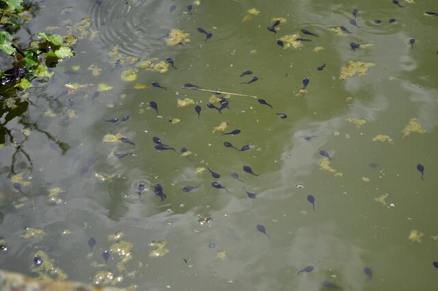 Das gibt einmal ein tolles Froschkonzert. | Foto: Daniela Somers