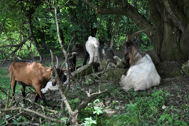 Auch Tiere gehören wohl zur Burg. Diese Ziegen haben auf jeden Fall einen schönen Platz. | Foto: Daniela Somers