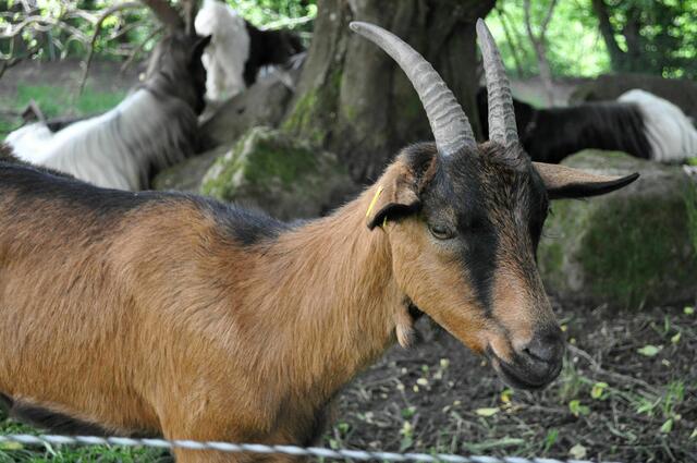 Und eine Ziege ist besonders neugierg. | Foto: Daniela Somers
