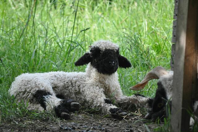 Sieht fast aus wie ein Plüschlamm. | Foto: Daniela Somers