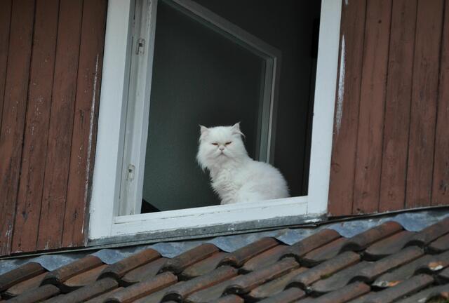 Und diese Schönheit ist wohl verwundert über soviele Besucher im Ort. | Foto: Daniela Somers