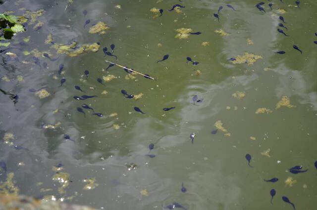 Und hier wusselt es von Kaulquappen. | Foto: Daniela Somers