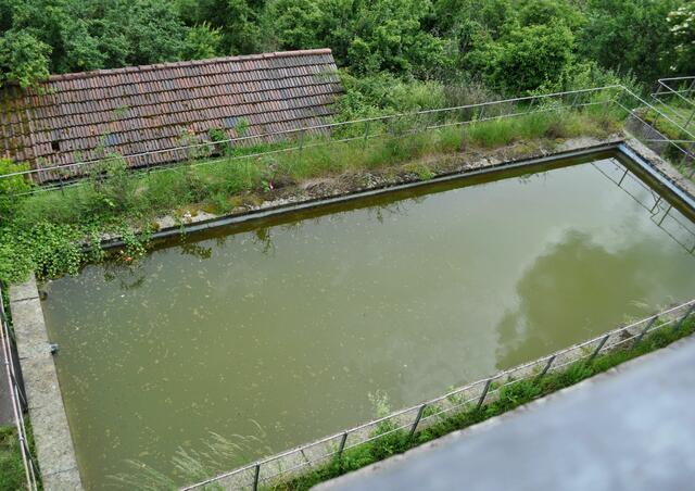 Im tiefergelegenen Burggarten gibt es einen Teich. Bestimmt mal ein Schwimmbecken. Heute tummeln sich dort unzählige Kaulquappen. | Foto: Daniela Somers