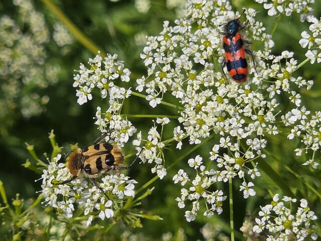 Der Buntkäfer und der Rosenblüten-Käfer | Foto: Heidrun Rosenberger
