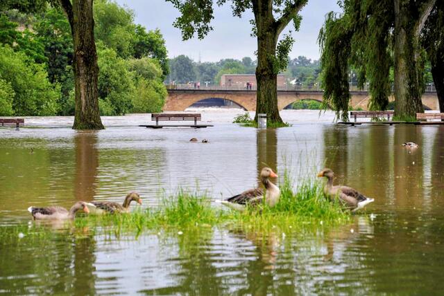 Enten auf dem Kiesplatz 01.06.24 | Foto: Ulrich Seidel