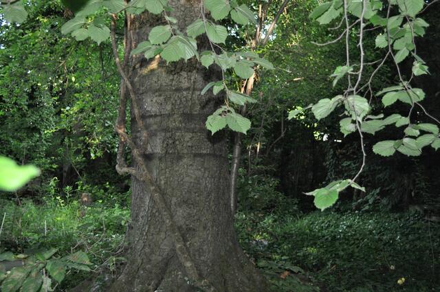 Blick in den Garten. Die Linde ist auch schon 80 Jahre alt. | Foto: Daniela Somers