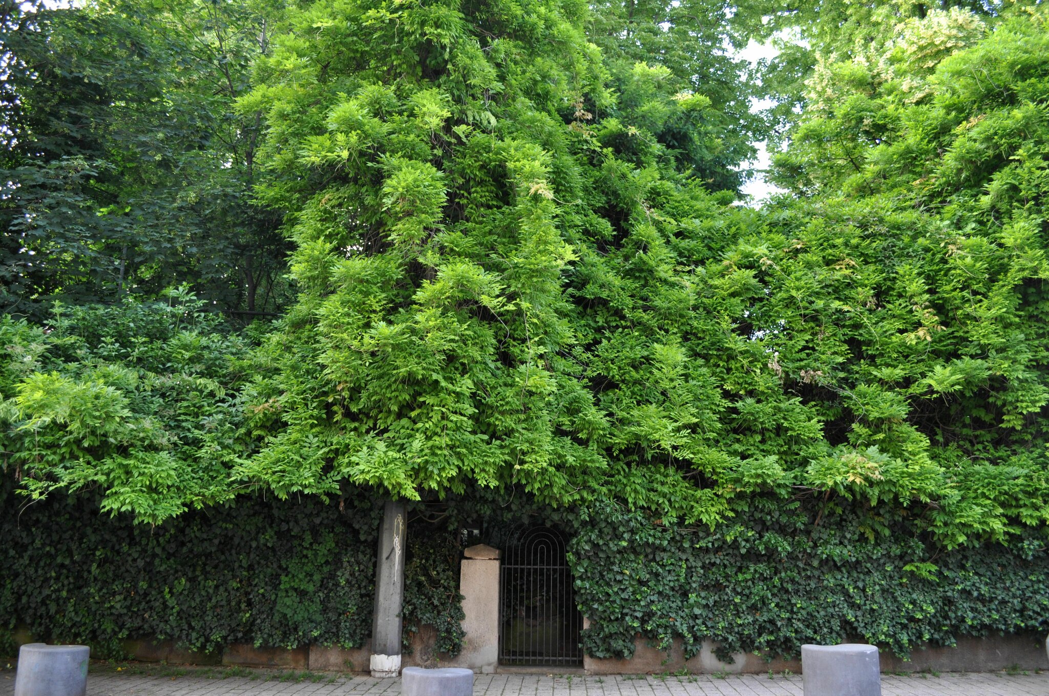 Unterwegs in Heilbronn Blick in einen versteckten Garten Heilbronn