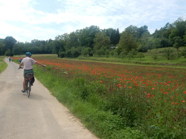 Mohnfeld am Rande des Radweges | Foto: E. Rosendorf