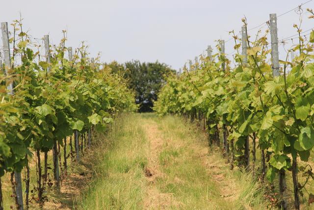 der Leintalzoo liegt direkt an Weinbergen | Foto: Ralf Röser