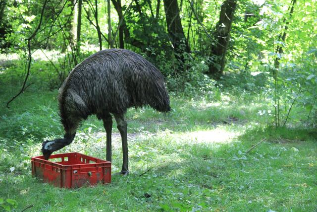 Leintalzoo in Schwaigern | Foto: Ralf Röser