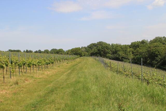 der Leintalzoo liegt direkt an Weinbergen | Foto: Ralf Röser