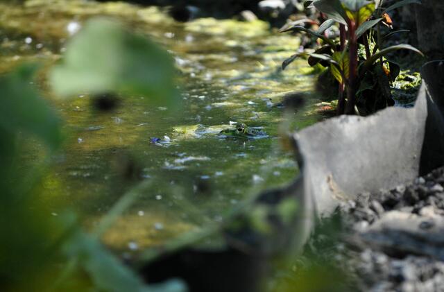 Hab auch ein Bild vom Frosch geschafft. | Foto: Daniela Somers