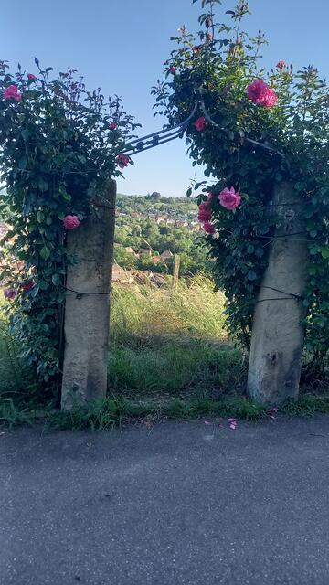 Die Kletterrose "Fassadenzauber macht ihrem Namen alle Ehre | Foto: Ursula Hamann