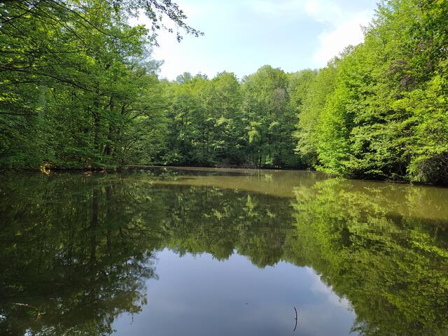 Waldsee | Foto: sigischlottke