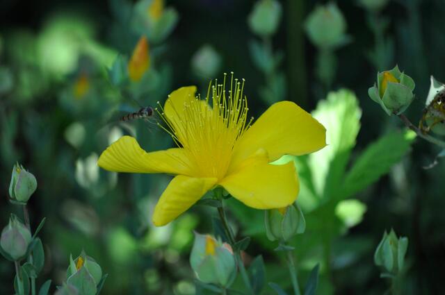In diesem Garten kommen alle auf ihre Kosten | Foto: Daniela Somers