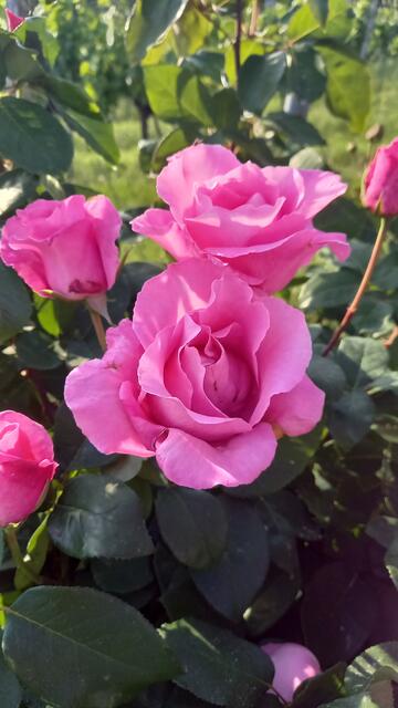 Edelrose Mc Cartney | Foto: Ursula Hamann