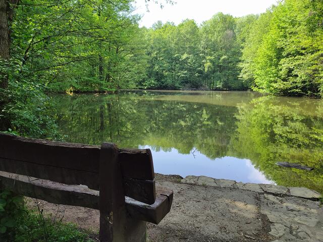 Waldsee | Foto: sigischlottke