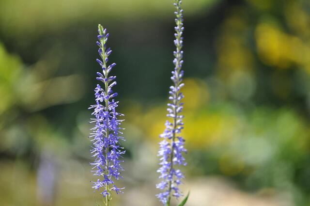 Überall im Garten blüht es nun herrlich | Foto: Daniela Somers