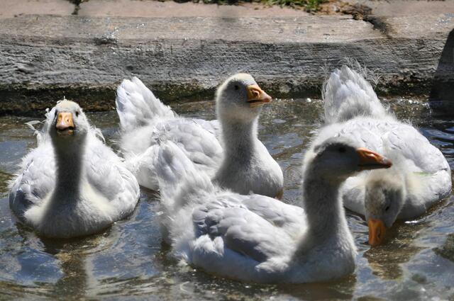 Alle Mann, bzw. Gans, ins Wasser. | Foto: Daniela Somers